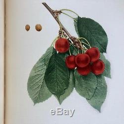 1915 The CHERRIES OF NEW YORK by U. P. HEDRICK GORGEOUS COLOR PLATES Nice L@@K