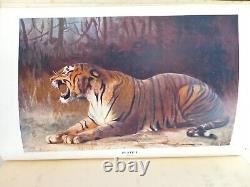 New Illustrated Natural History of the World (Ernest Protheroe) (ID76536)