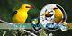 Niue 2016 $1 Common Oriole Series The Fascinating World Of Birds New