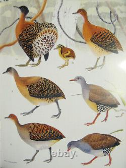 Ratites and Tinamous (Oxford Bird Families of the World), nearly new, no jacket