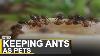 Singapore S New Trend Of Anti Keeping Ants As Pets World News