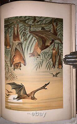 C1900, LA NOUVELLE HISTOIRE NATURELLE, par RICHARD LYDEKKER, 72 CHROMOLITHOGRAPHIES, 6 VOL.