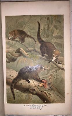 C1900, LA NOUVELLE HISTOIRE NATURELLE, par RICHARD LYDEKKER, 72 CHROMOLITHOGRAPHIES, 6 VOL.