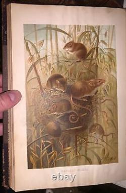 C1900, LA NOUVELLE HISTOIRE NATURELLE, par RICHARD LYDEKKER, 72 CHROMOLITHOGRAPHIES, 6 VOL.