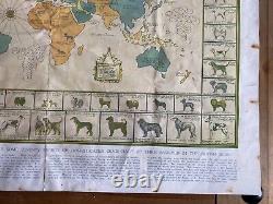 Carte rare des chiens du monde en 1935 par J. L. Smith pour The Illustrated London News